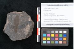 Foto (Objekt + Etikett) von Plantae indet.  (NHMW-GEO-2024-0188-10263)
